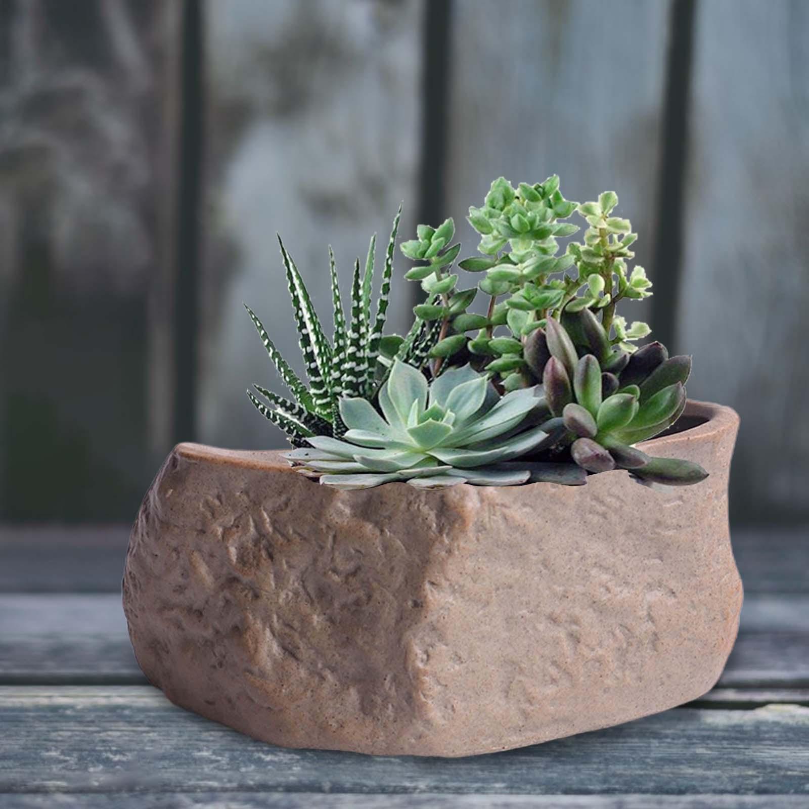 Ceramic Succulent Pot Lightwei - đánh giá và giá Training Pot Ceramic
