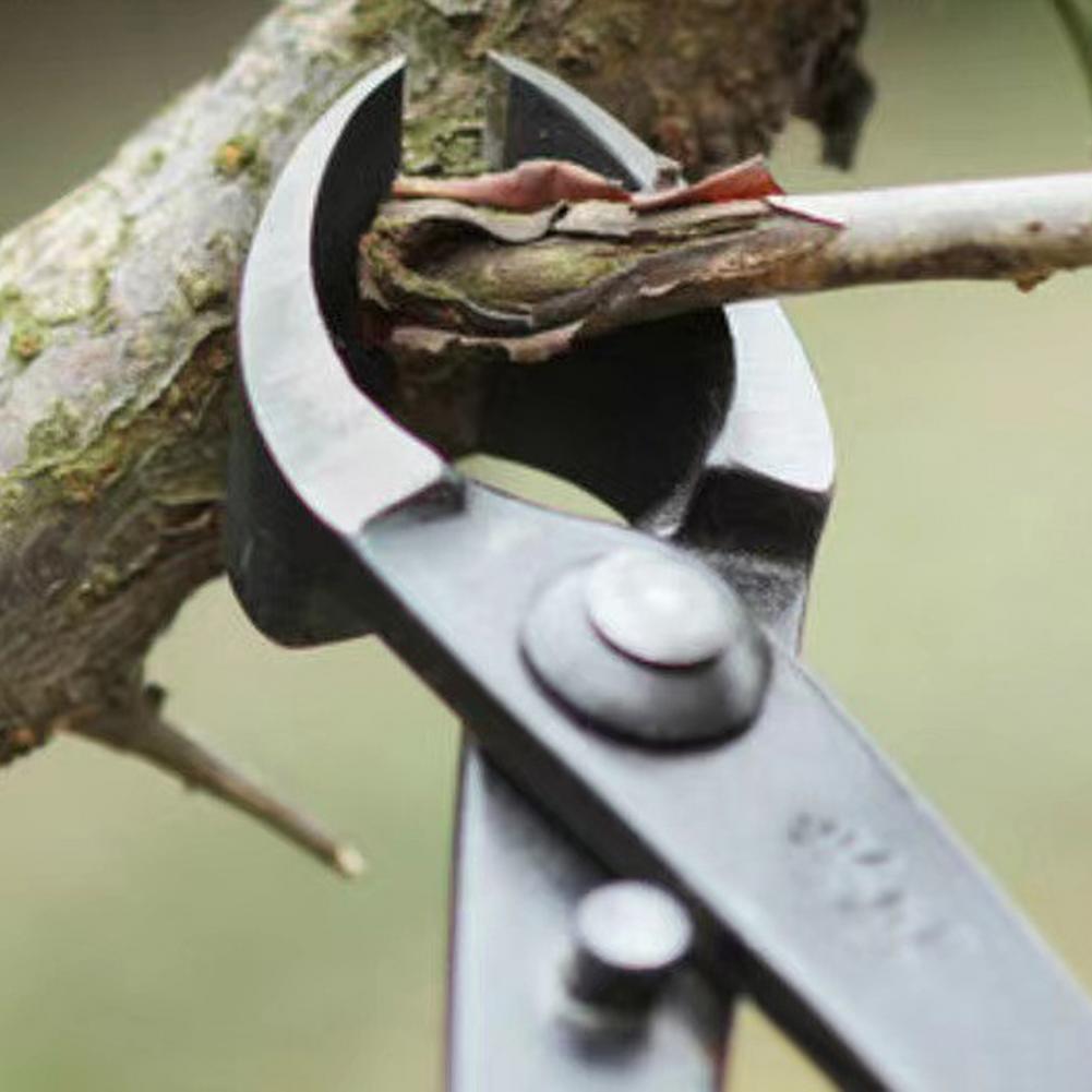 Bonsai Concave Branch Cutter M - đánh giá và giá Concave Branch Cutter